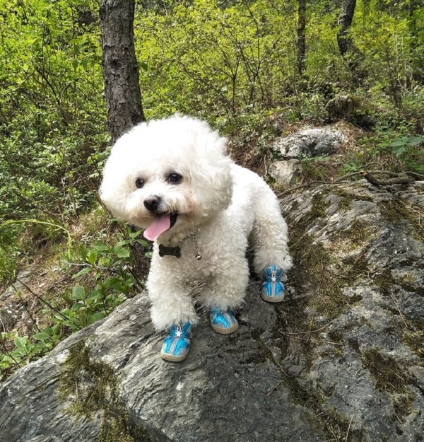 咏犬.jpg