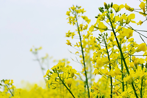 《油菜花》2.jpg