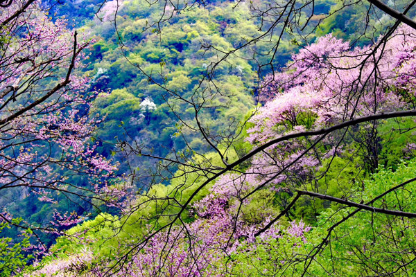 太平峪赏紫荆花配图.JPG