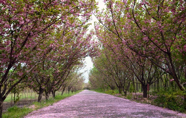 花非花.jpg
