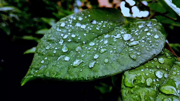 配图诗歌《春雨》王静.jpg