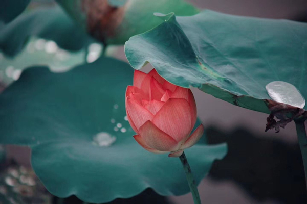 《廉》连载三  配图（党荣）.jpg