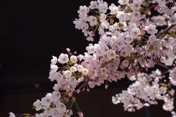 sakura-5248955_1280.jpg