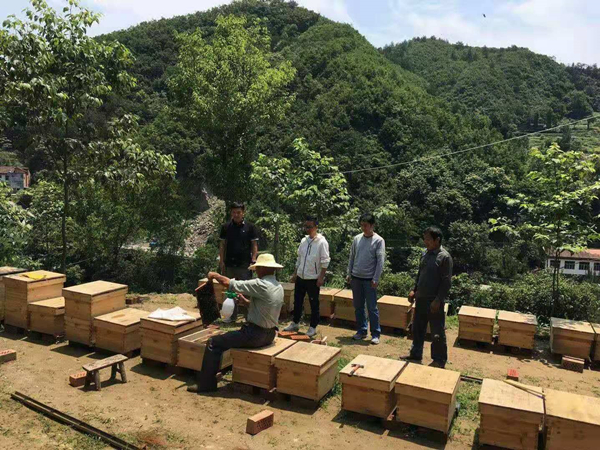 集中村养蜂基地 (2).jpg